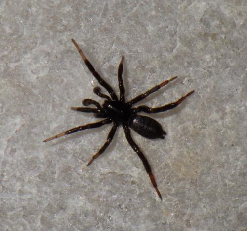 Drassyllus sp.